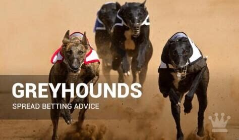 greyhound betting strategy|: Ultimate Greyhound Betting Lessons Guide for Beginners.
